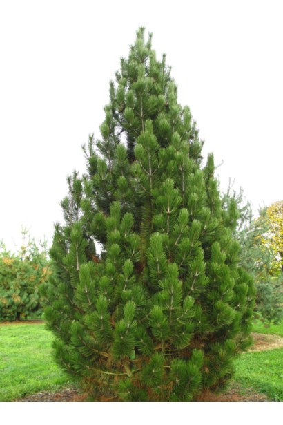 Pinus leucodermis – боснійська сосна з насиченою зеленню хвої.
